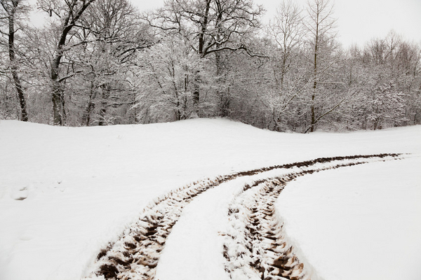 Det börjar i en snöig skog, men var slutar det? Skriv en novell utifrån en gemensam inledning. textuppbyggnad in media res återblickar