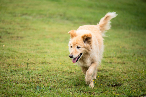 Beroende på hur du planerar kan novellen handla om en hund som kommer hem, eller om en hund som springer bort. textstruktur novell